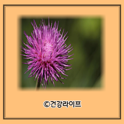 엉겅퀴 효능&#44; 엉겅퀴 부작용&#44; 엉겅퀴 복용법