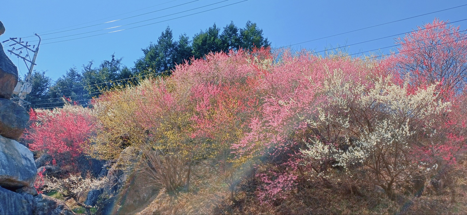초가집 지붕과 어우러져 한 폭의 산수화 같은 풍경을 자아내는 매화 군락
