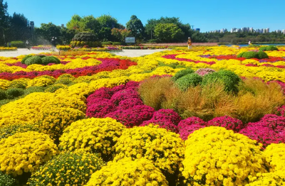 고양 가을꽃축제