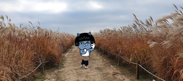 하늘공원 갈대숲