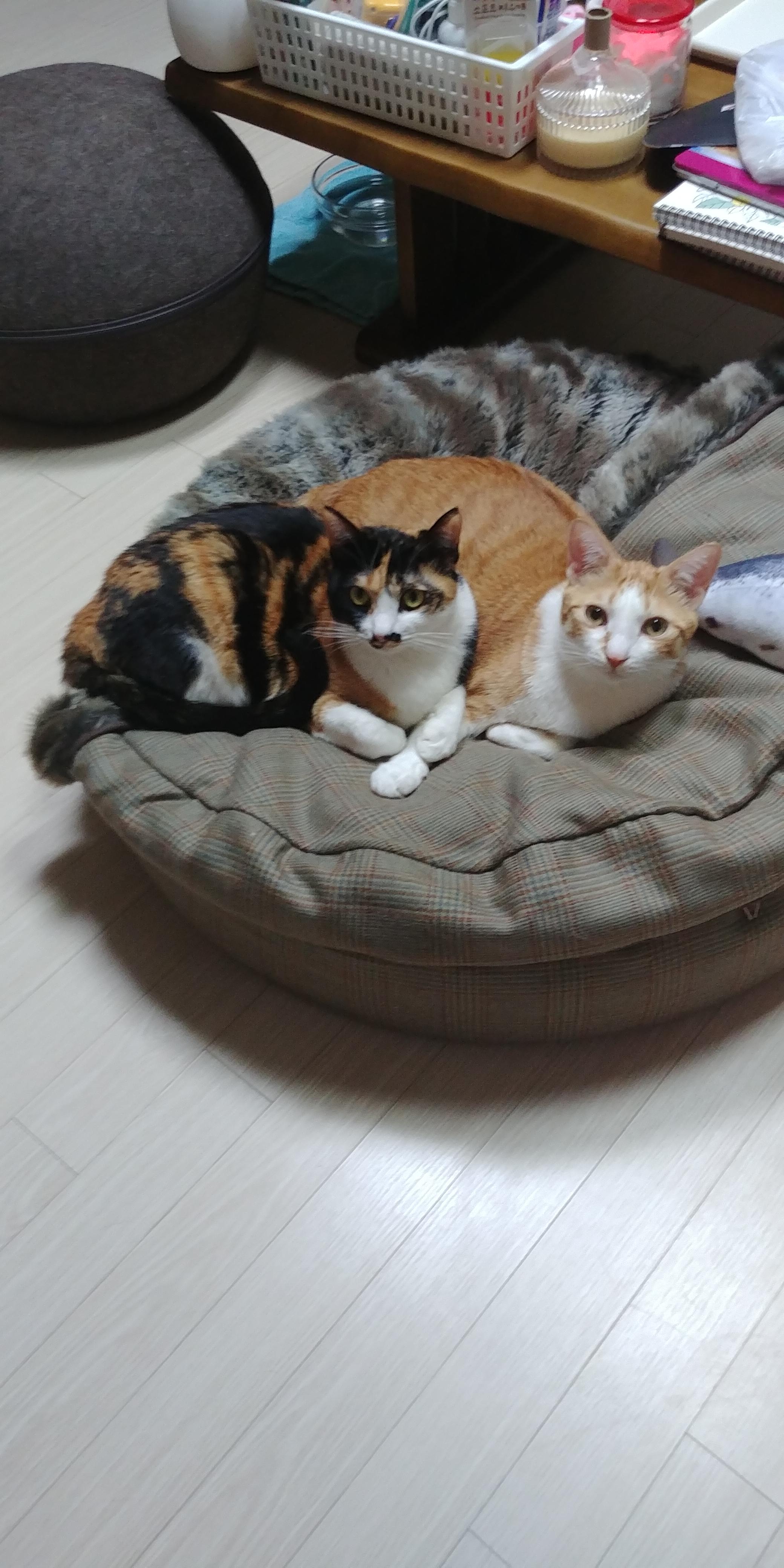 사이좋은 고양이들. 우리집 1호&amp;#44; 2호 공식 커플.