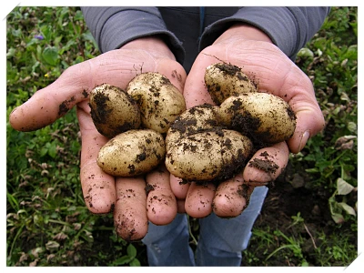 식도염 좋은 음식