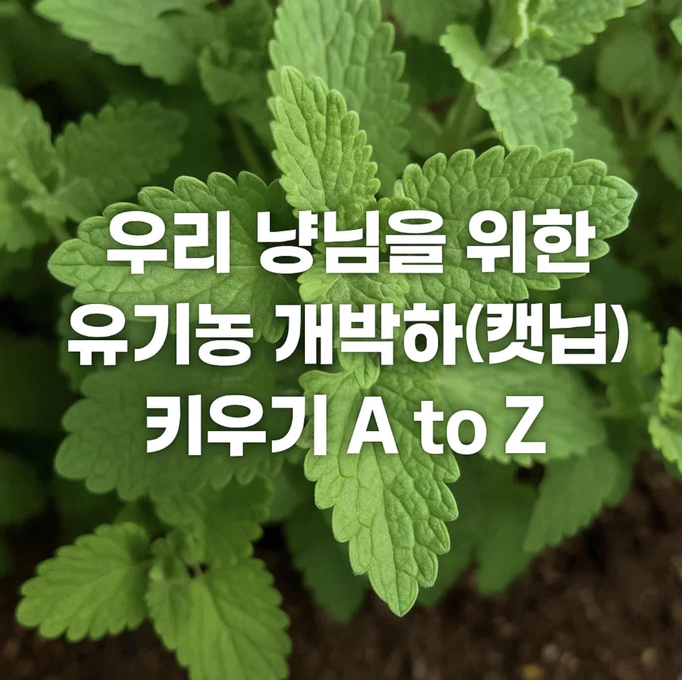 우리 냥님을 위한 유기농 개박하(캣닢) 키우기 A to Z