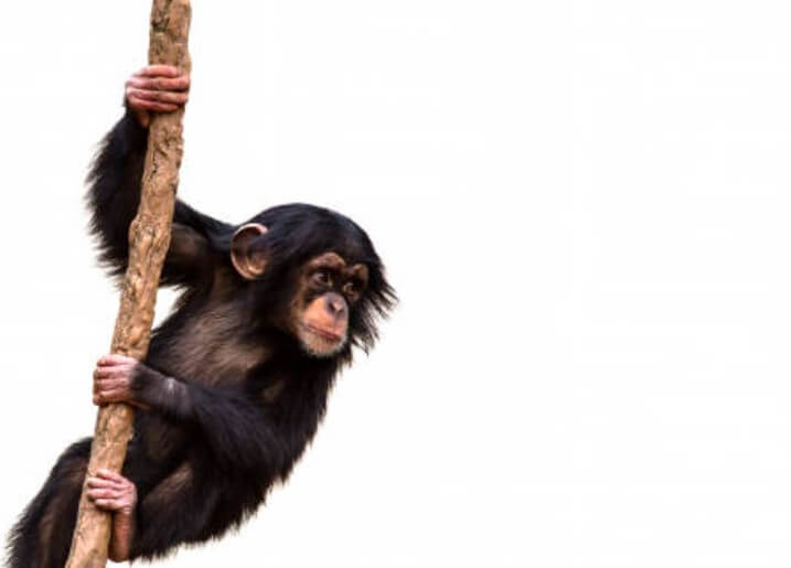 2023년원숭이띠종합운 원숭이띠종합운세