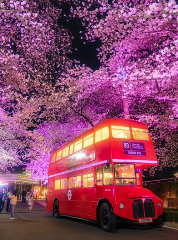 대구 이월드 벚꽃 축제