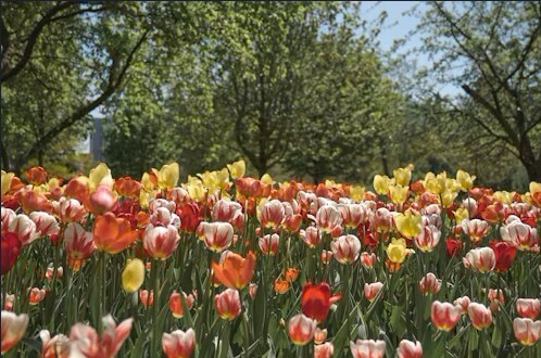고양국제꽃박람회 2025! 일산 호수공원 개막일·입장료·주차 총정리