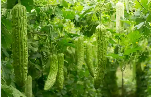 여주 효능 및 부작용&amp;#44; 여주 먹는 방법