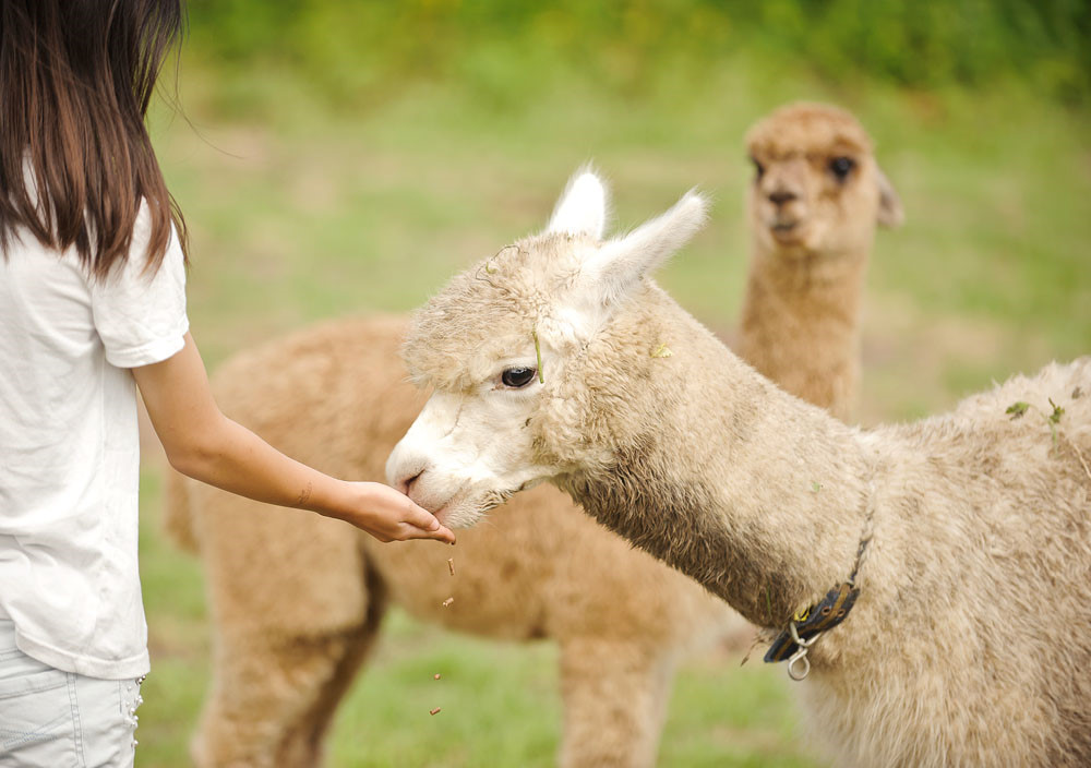 도치돌 알파카 목장