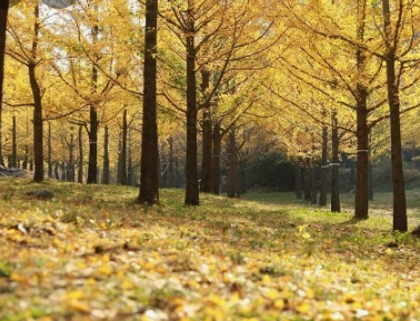 2024 에버랜드 은행나무숲산책 신청