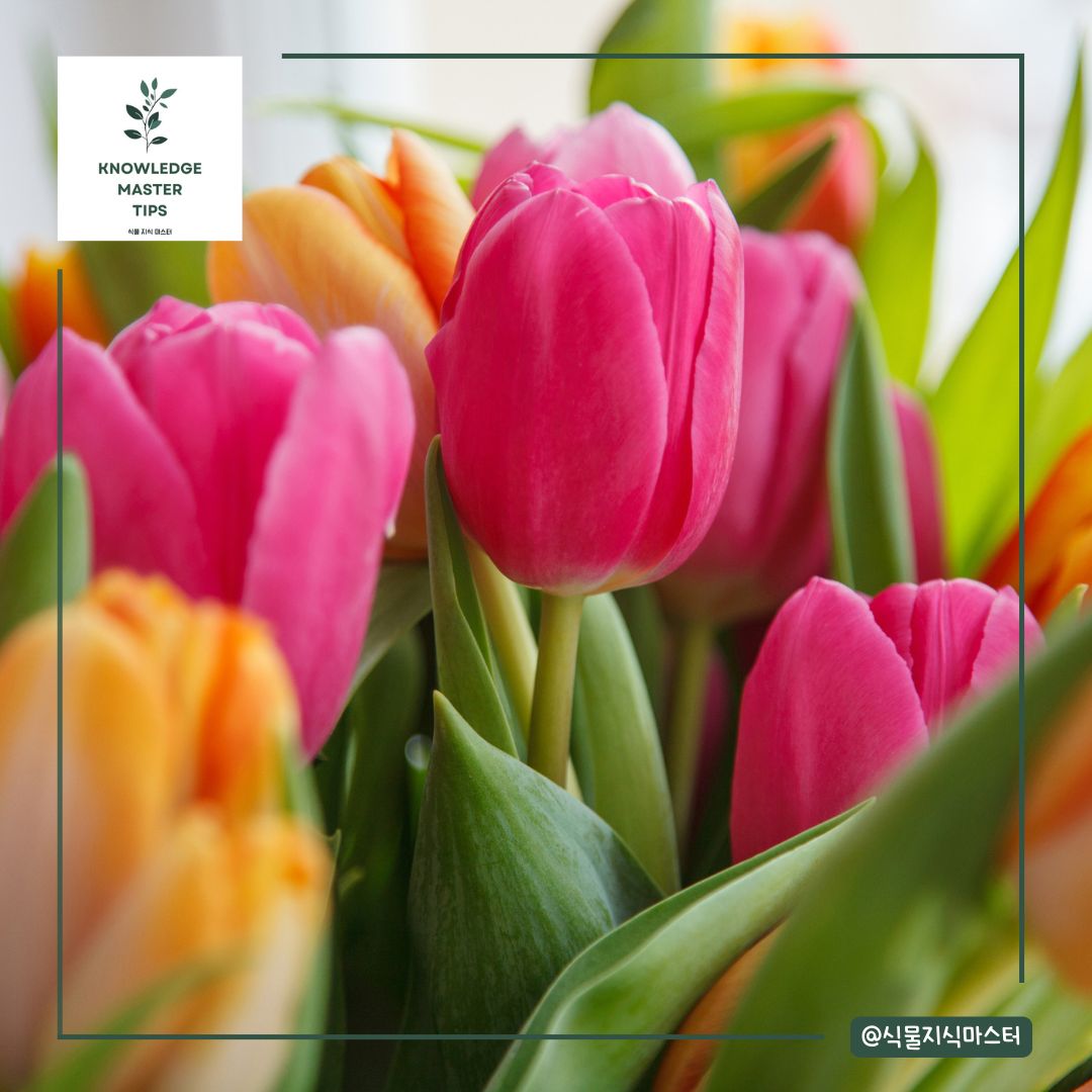 졸업식 꽃다발, 튤립