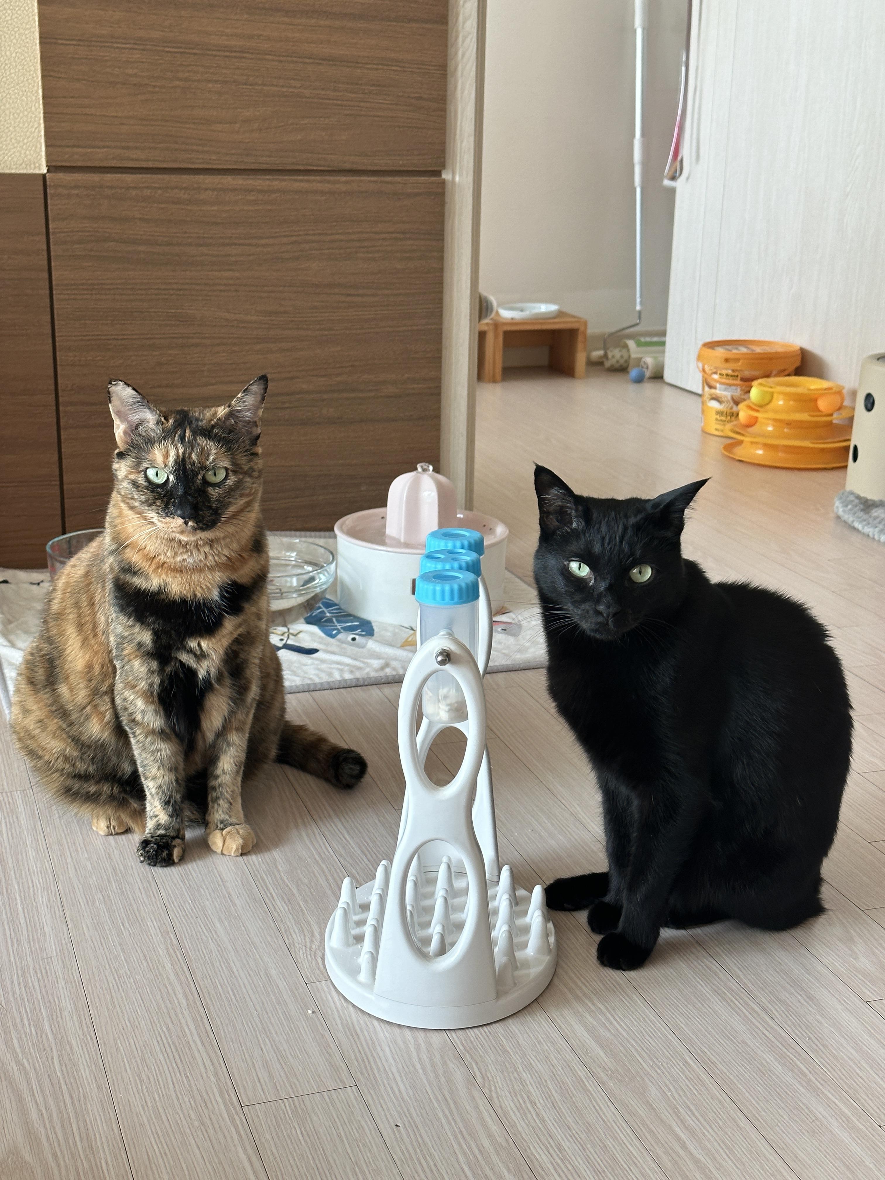 우리집 똑똑한 고양이 건이와 먹보 사랑이 (feat. 똑똑한 고양이를 둔 다묘집사의 고민)