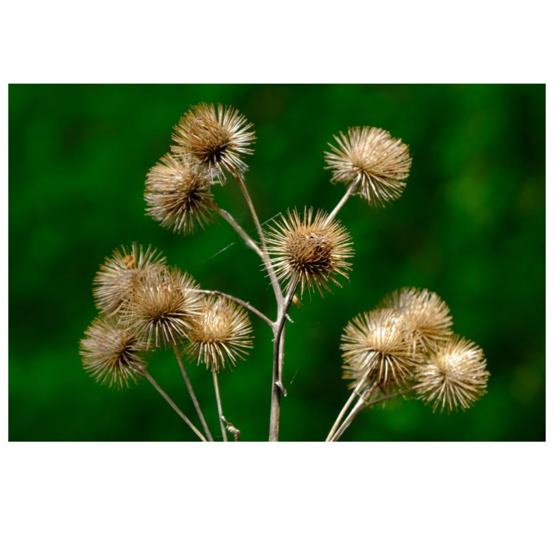 우엉차와 관련된 사진입니다.