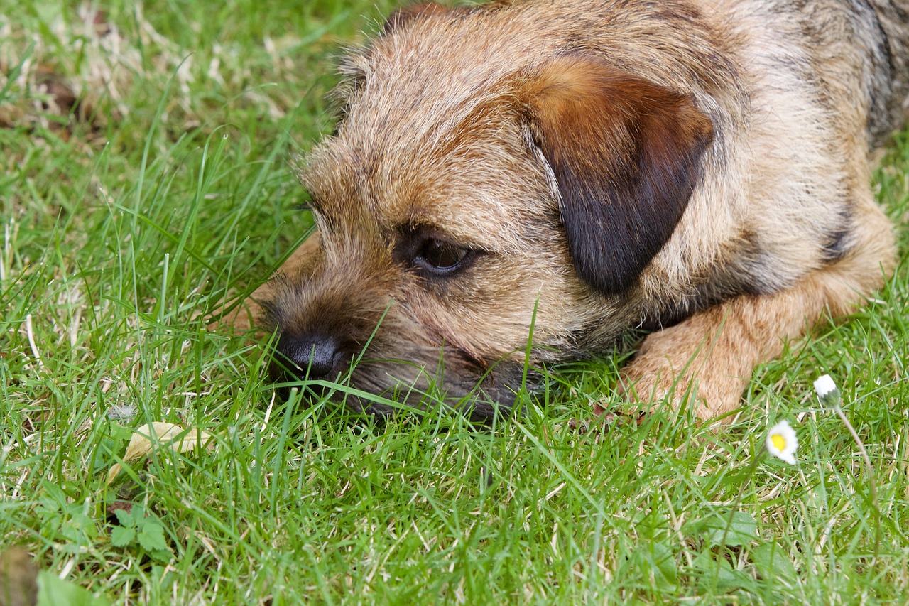 보더 테리어(Border Terrier)3