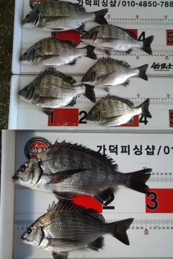 디낚 점주조황 인낚 부낚 어부지리 바다낚시_16