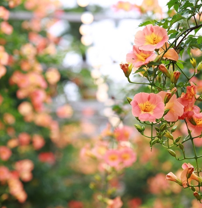 제주 비체올린 능소화 축제