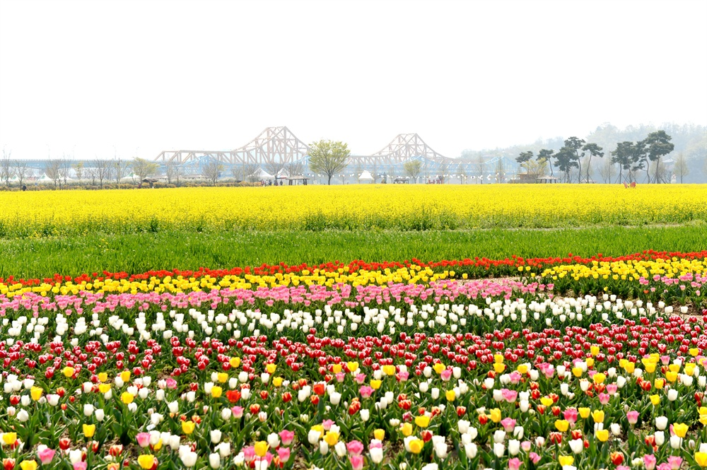 생생정보 창녕 유채꽃 우포늪 안리마을 여행