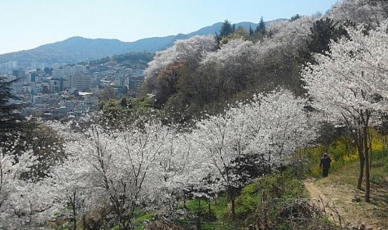마산 벚꽃 명소