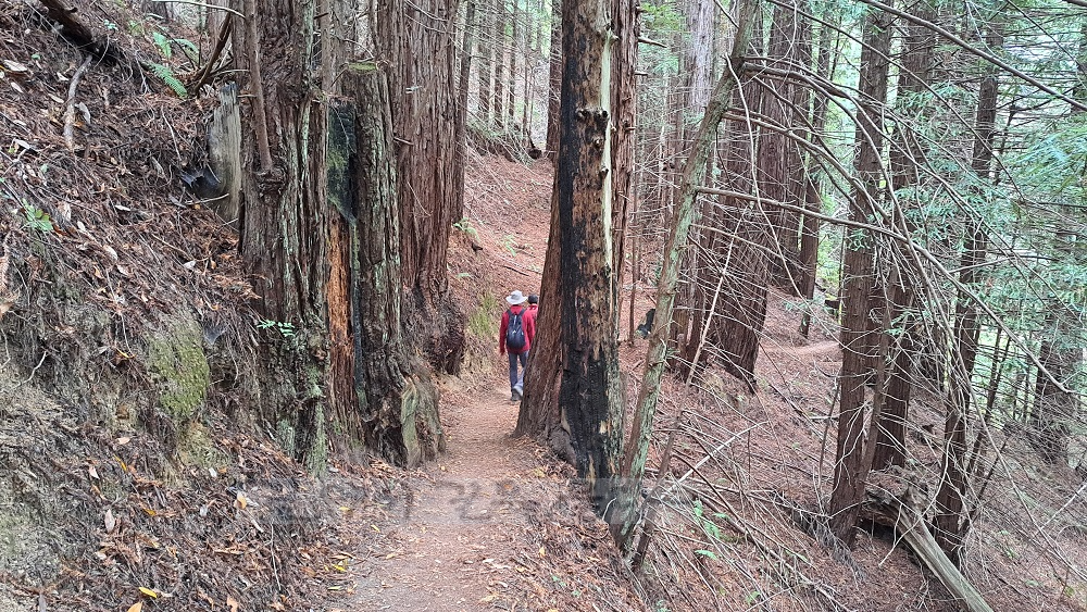 Purisima Creek Redwoods Open Space Preserve