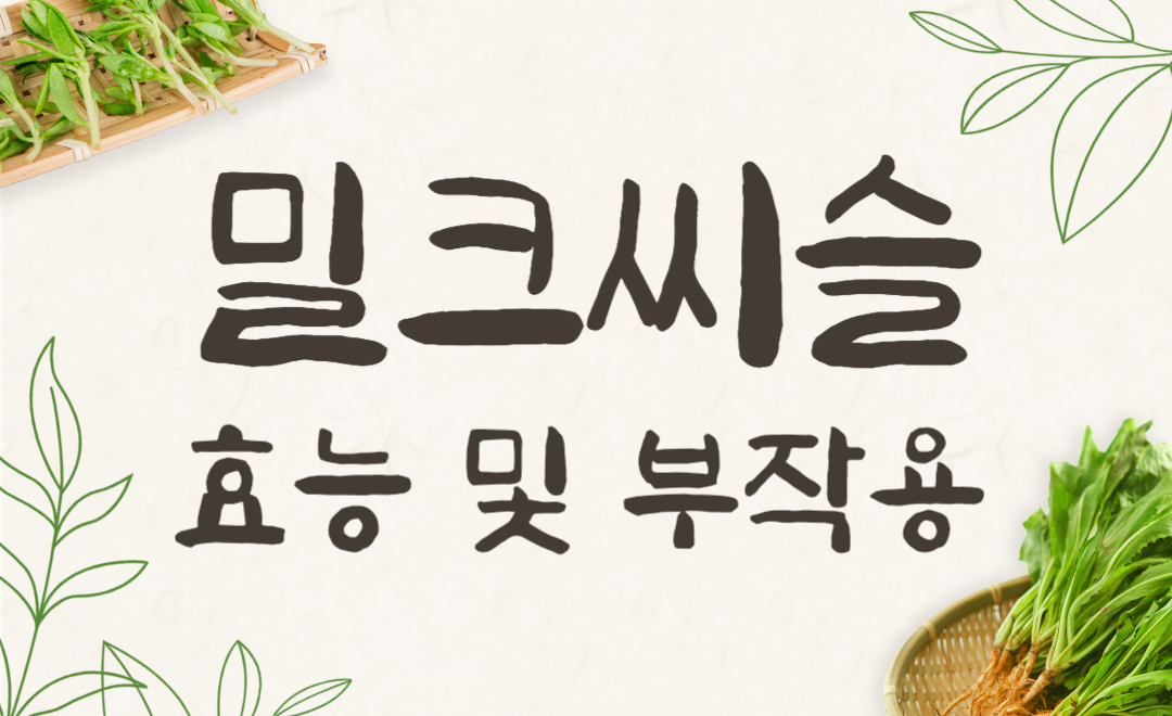 실리마린 풍부한 밀크씨슬 부작용 없이 효능 200% 활용법