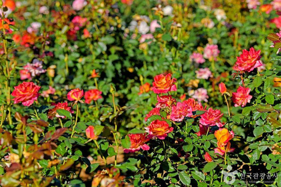 인천 계양산장미원 개화 시기부터 포토존까지 한눈에 정리!