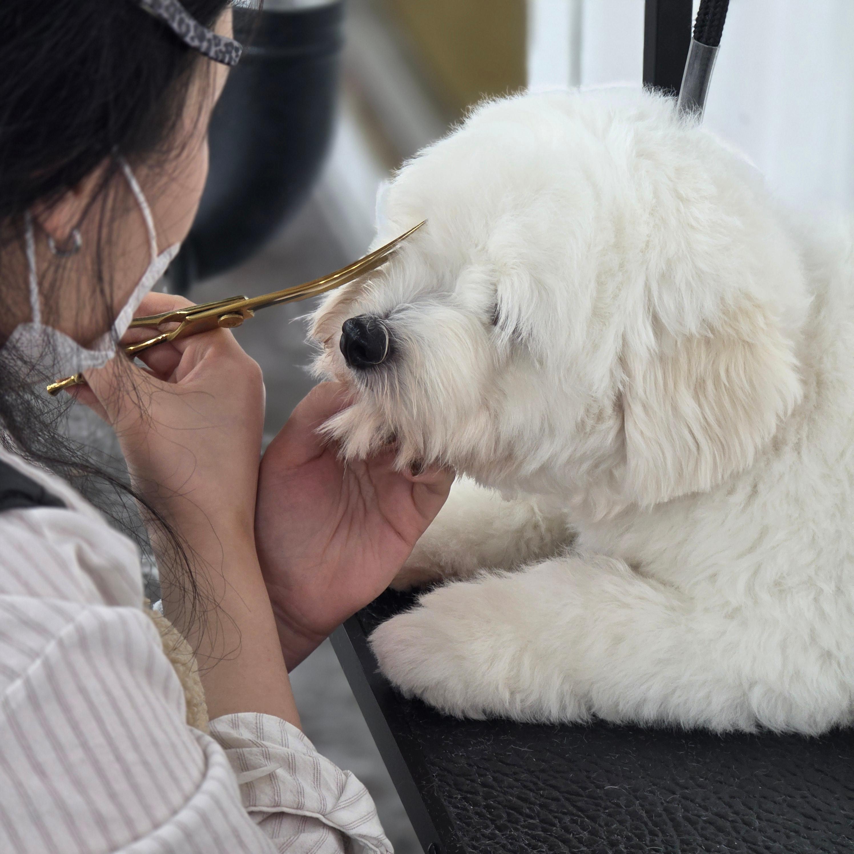 특수견종까지 포트폴리오로 만들 수 있음