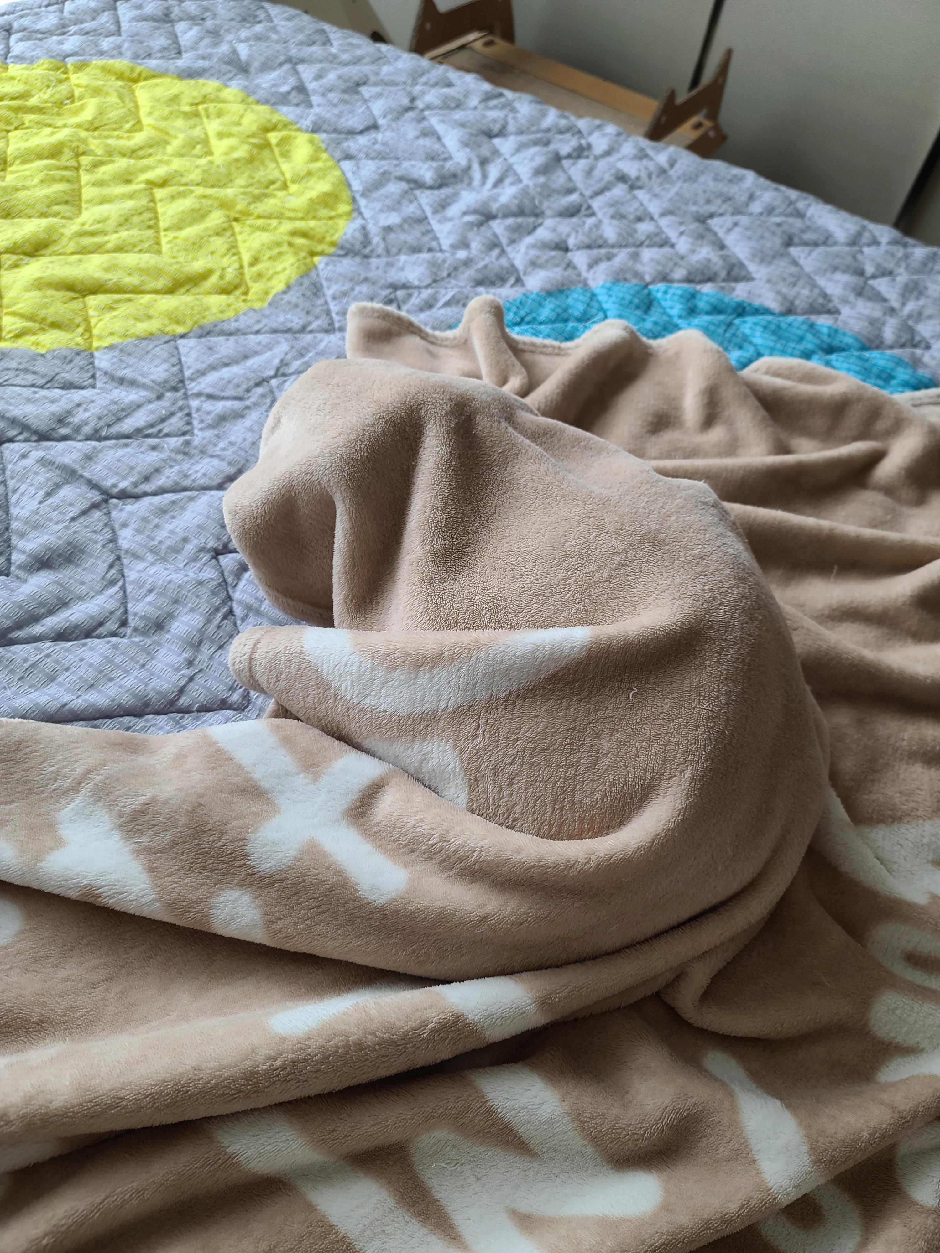 담요 스스로 들어가기 실패해서 무안한 막둥이.