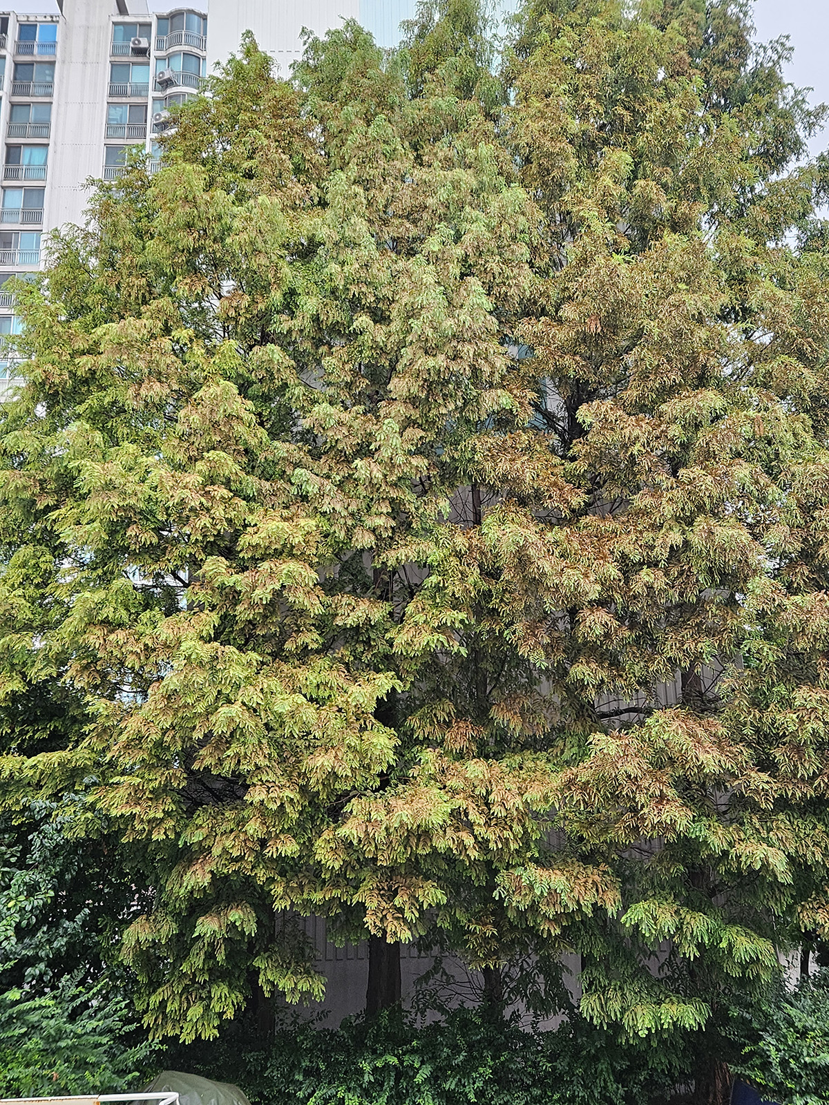 메타세쿼이아 응애5