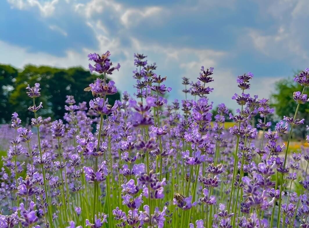거창 허브빌리지 라벤더 축제 방문 정보
