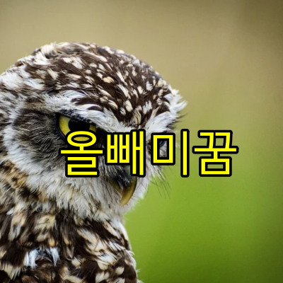 올빼미꿈