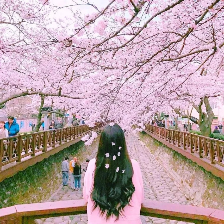 벚꽃과 어울리는 감성 글귀 모음