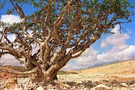 보스웰리아 효능 부작용 (4주 섭취 후기)