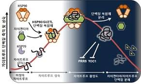 생체시계