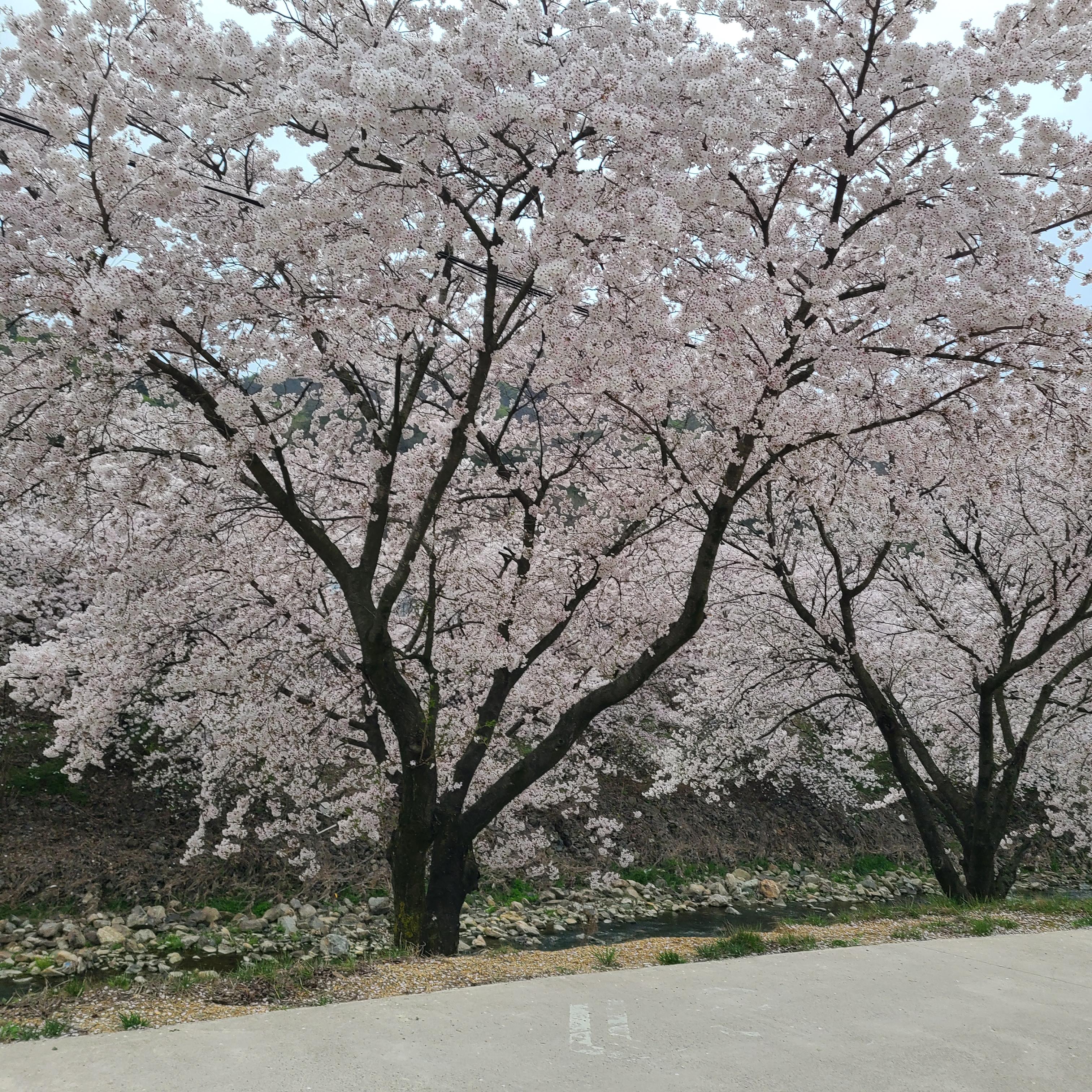 4월 봄철 벚꽃 엔딩과 함께 찾아온 꽃가루 알레르기 비염 증상