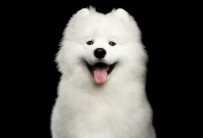 사모예드/출처:어도비스톡