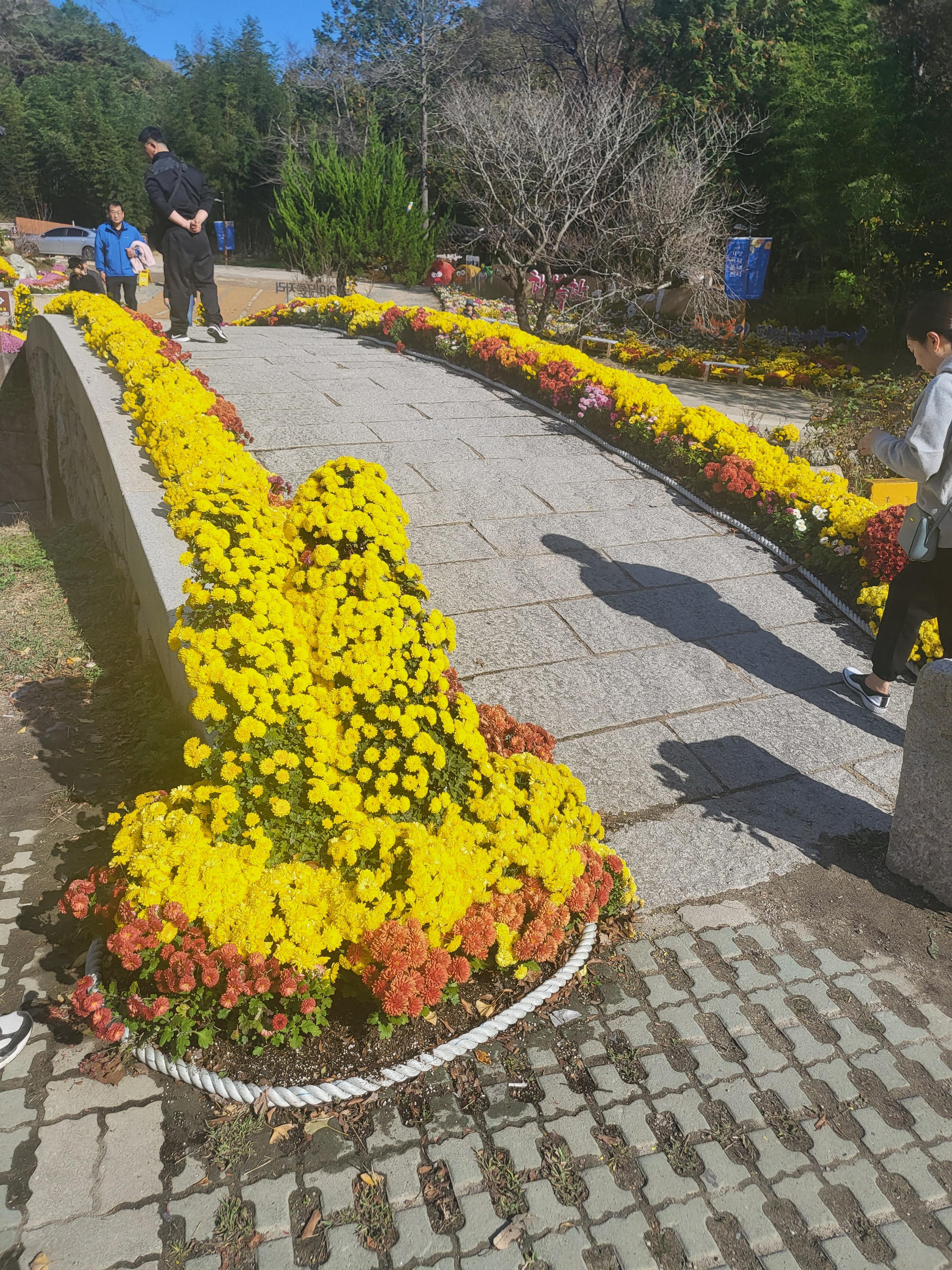 국화 향기 가득한 부산 기장 장안사 제 7회 기장 국화분재전시회가 열렸습니다.