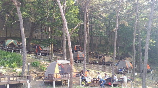 뿌리공원 캠핑장 예약 안내 - 대전 도심 속 자연 캠핑 명소!