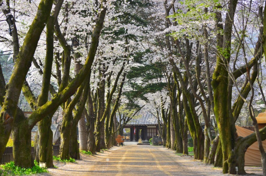 남이섬 벚꽃길