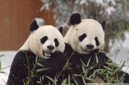 같이 먹으면 안되는 음식 vs 같이 먹으면 좋은 음식 알아보기