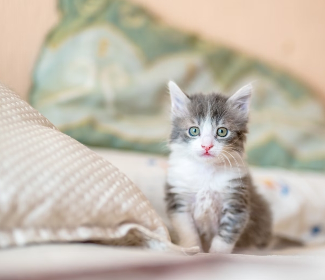 고양이와 함께하는 안전한 놀이법 완벽 가이드