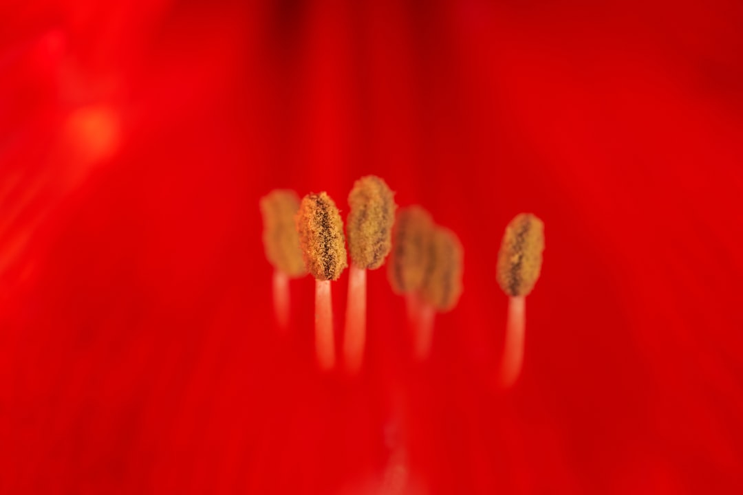 Pollen