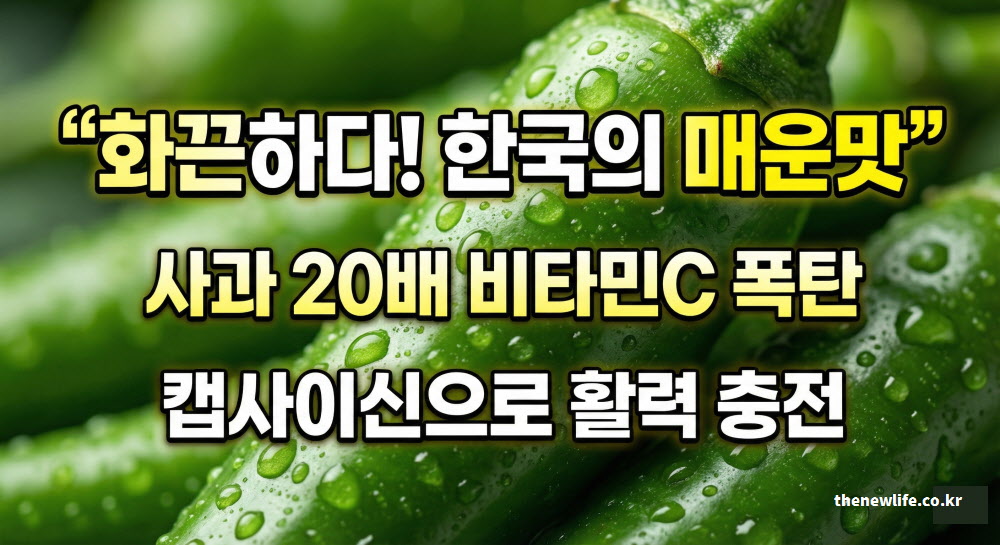 다이어트와 면역력 강화 및 혈액 순환 등 5가지 핵심 청양고추 효능 요약 정보