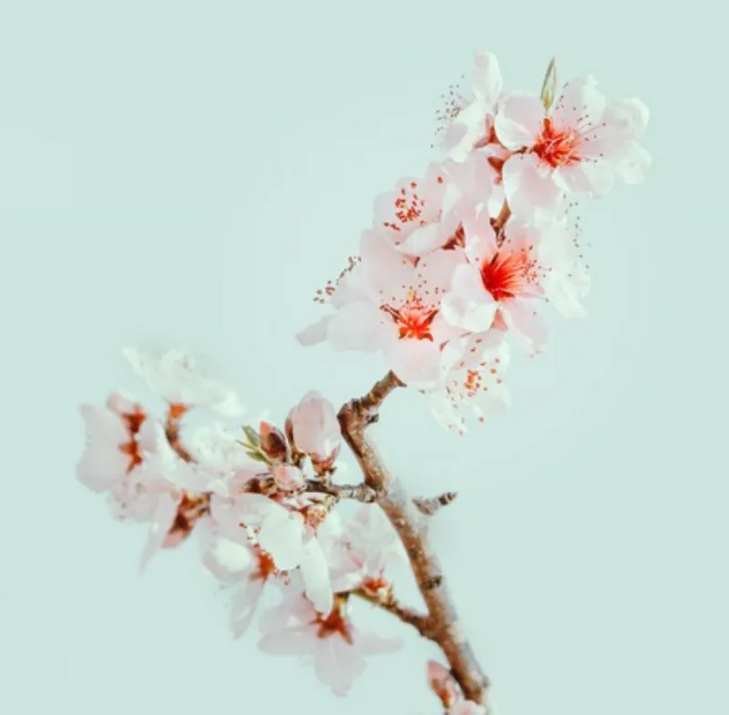 2024년 벚꽃 만개시기