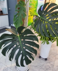 사무실 화분에서 자라는 초록 몬스테라