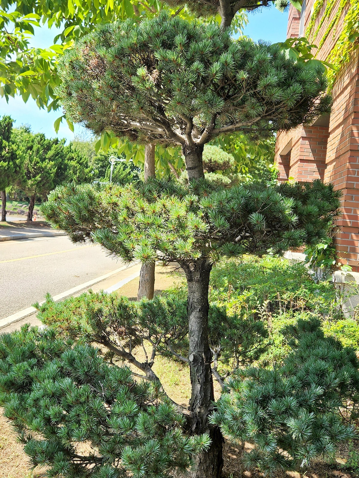 섬잣나무