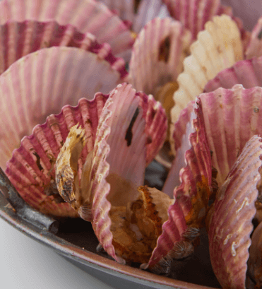 가리비-이미지-3