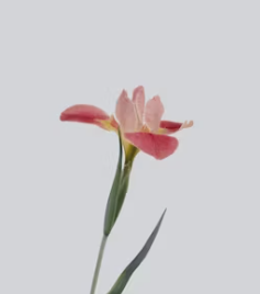 화양연화 뜻 한자 뜻