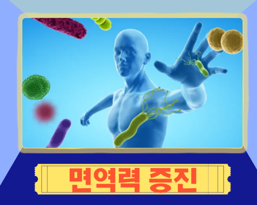 BNR17 유산균의 작용