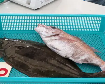 서천 자연산 광어 도미축제_21