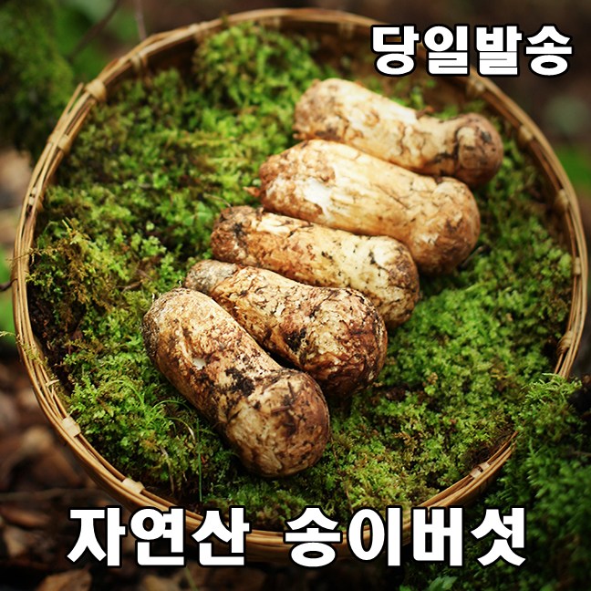신성한 송이버섯 구매가능한곳 추천