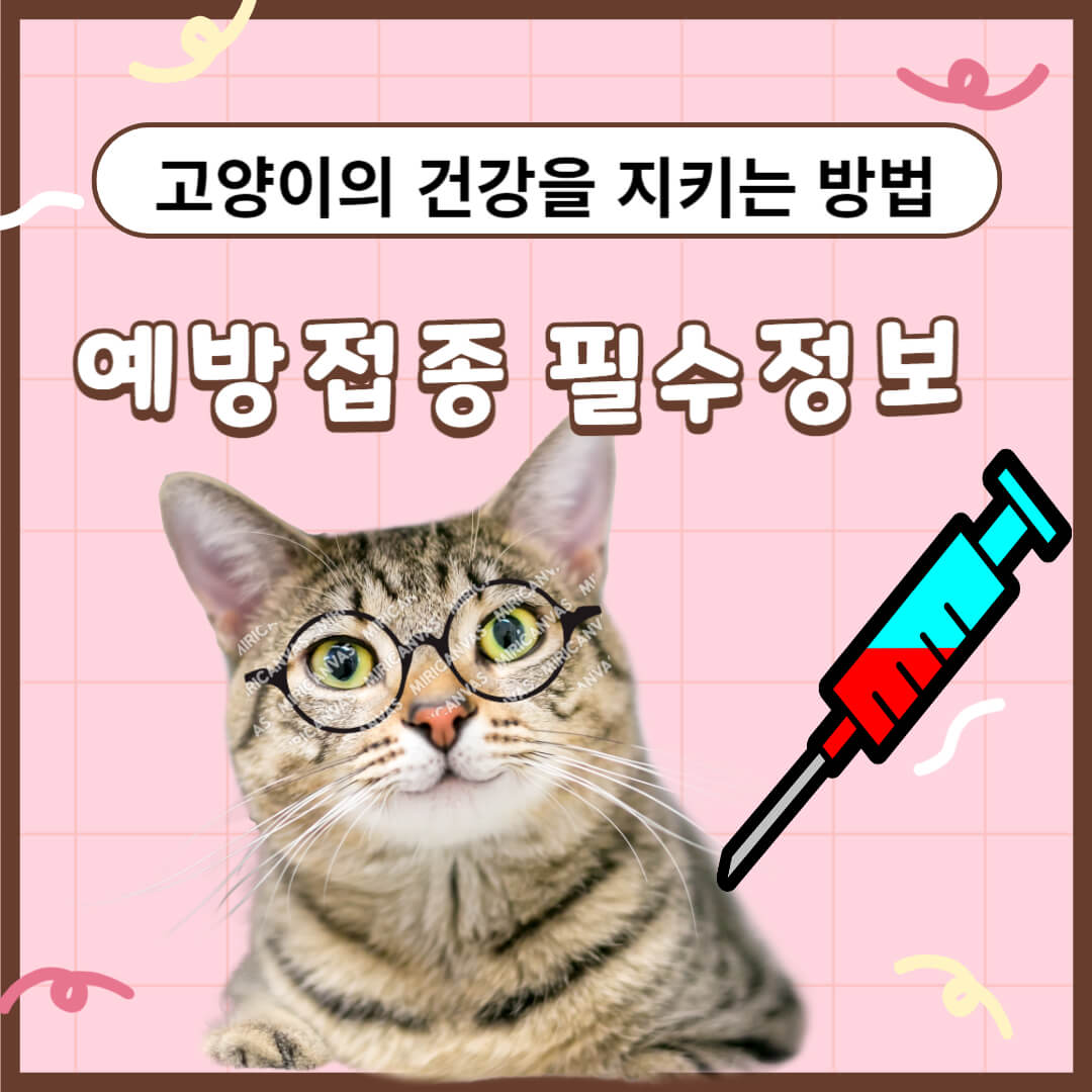 고양이 예방접종